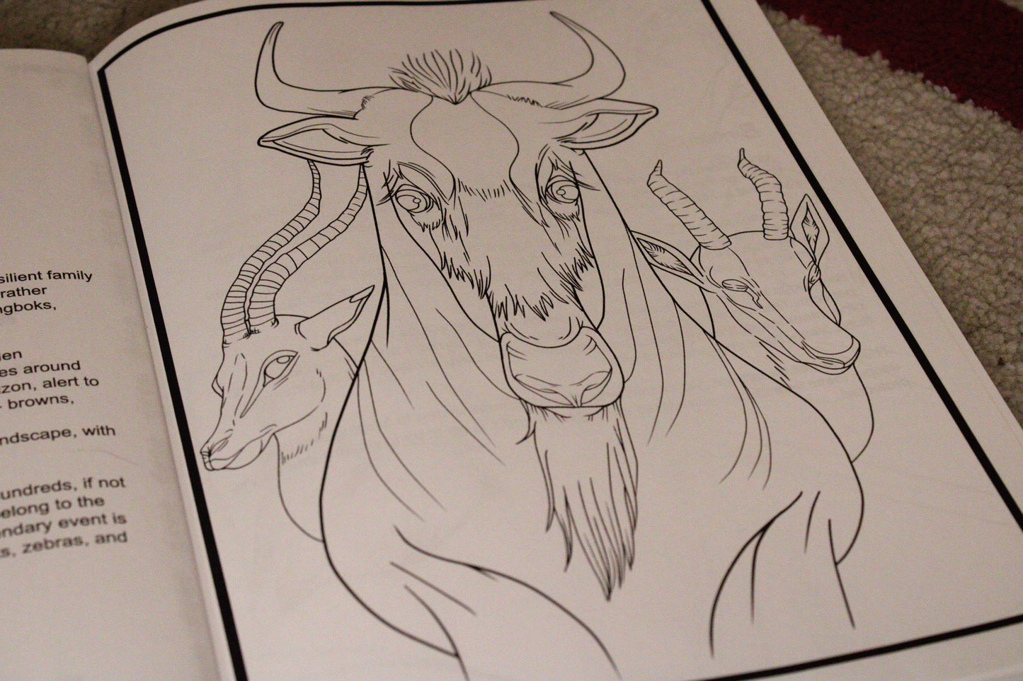 A Wild Animal Adventure - Educational Colouring Book